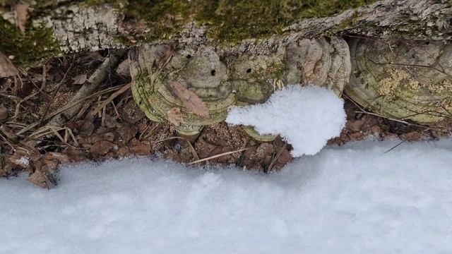 Поход по Учинскому водохранилищу 19.02.2025 #Пушкино #Подмосковье #лес #природа