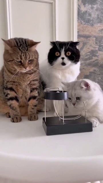 Мы в ВК https://vk.com/life_of_cats