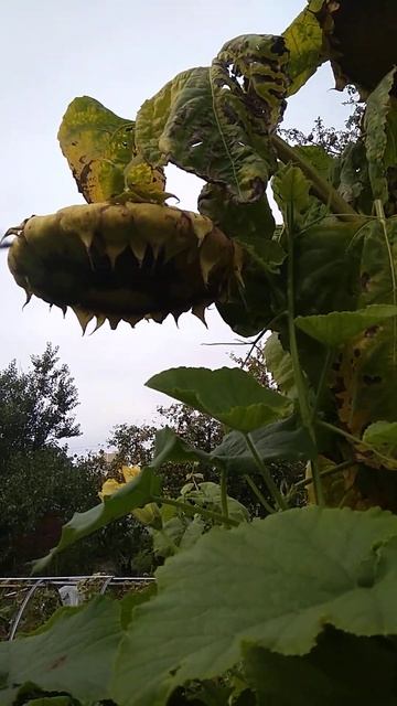Подсолнух сезон на даче 🌻! Сбор урожая...