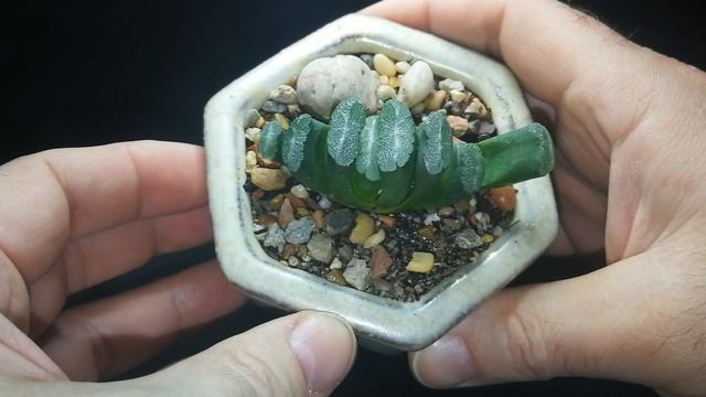 Haworthia truncata