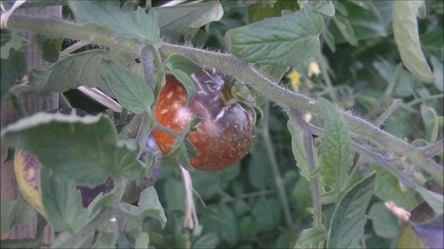 🍅TOMATE : Osu Blue P20🍅