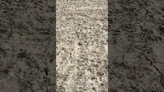 28 Обработка зябь Алтай Идеальное закрытие влаги возможно Предпосевная Бороной ротационной кольцевой