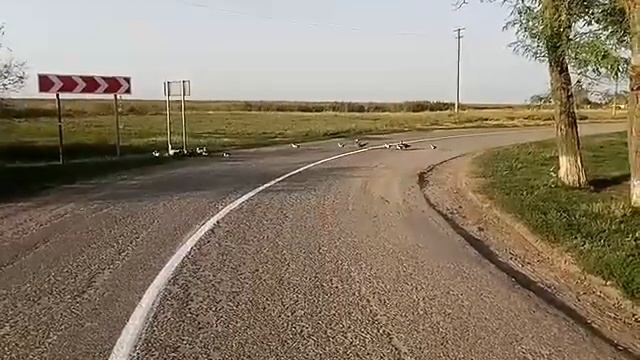Гуси лебеди галдят
