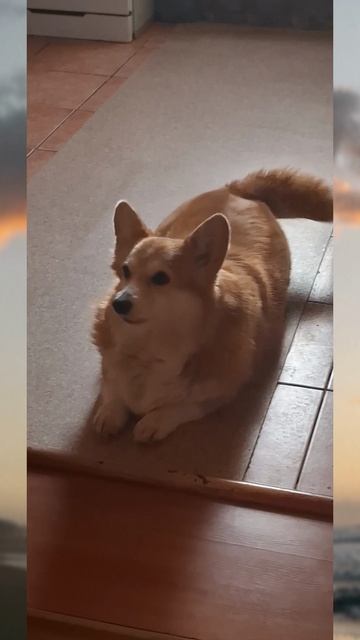 Как разговаривают Корги❤️