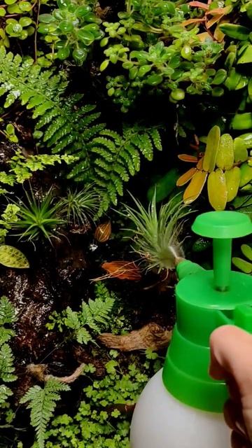Подкормка флорариума минеральным удобрением 🌿