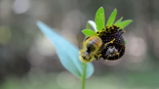Bumble Bee -- Nikon D5100 Macro
