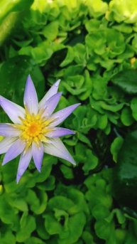 Water lily in my small tub pond❤️❤️ #ytshorts #flowerrangoli #viralvideo #subscribe 🙏🙏