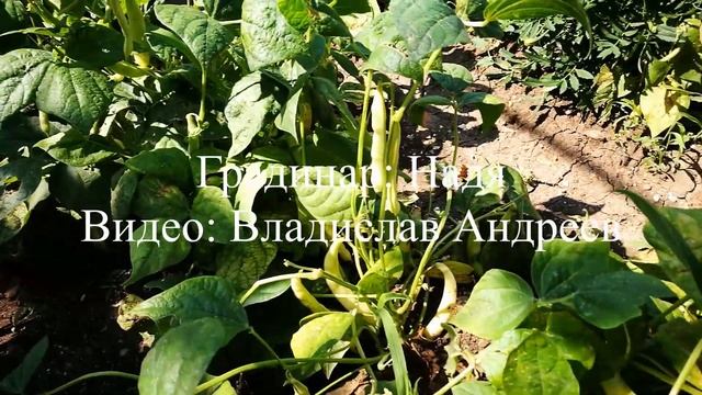 Градинар: Отглеждане на Зелен фасул