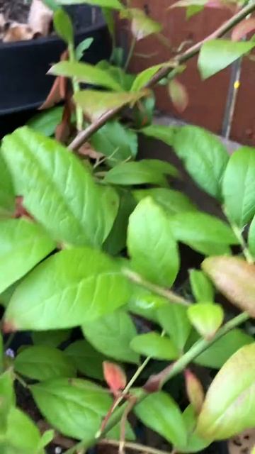 razz blueberry seattle PNW gardening