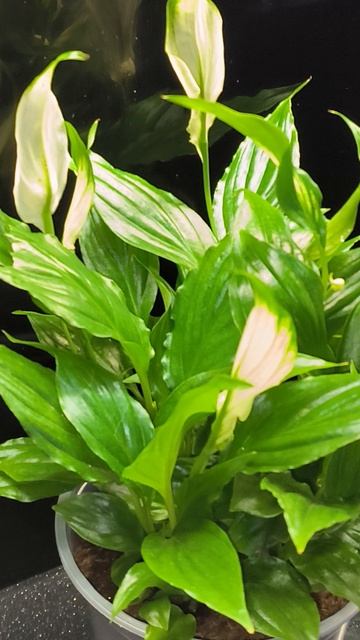 Спатифиллум Рондо