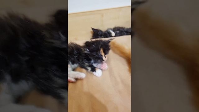 котята