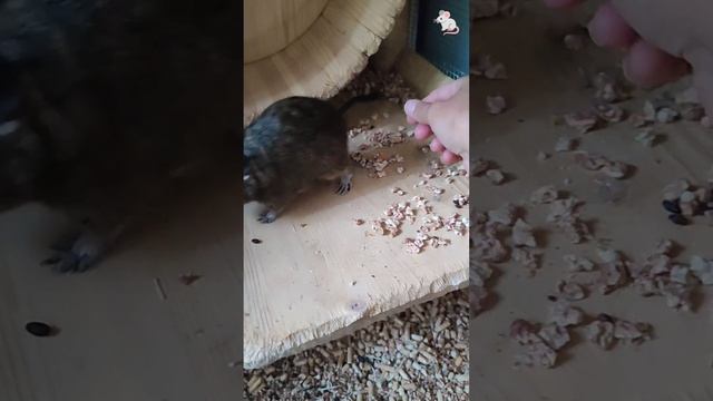 Белочки мои девочки💓 Крысы дамбо + белки дегу❤🔥❤🔥