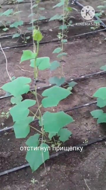 Очень удобный способ подвязки огурца. С помощью прищепки без подкрутки #shorts #теплица #огурцы