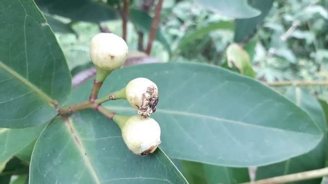 DO YOU KNOW FLOWER TREE NAME???? || dashboard video