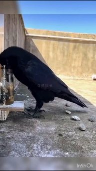 Ворон захотел пить ! До чего же умная птица .