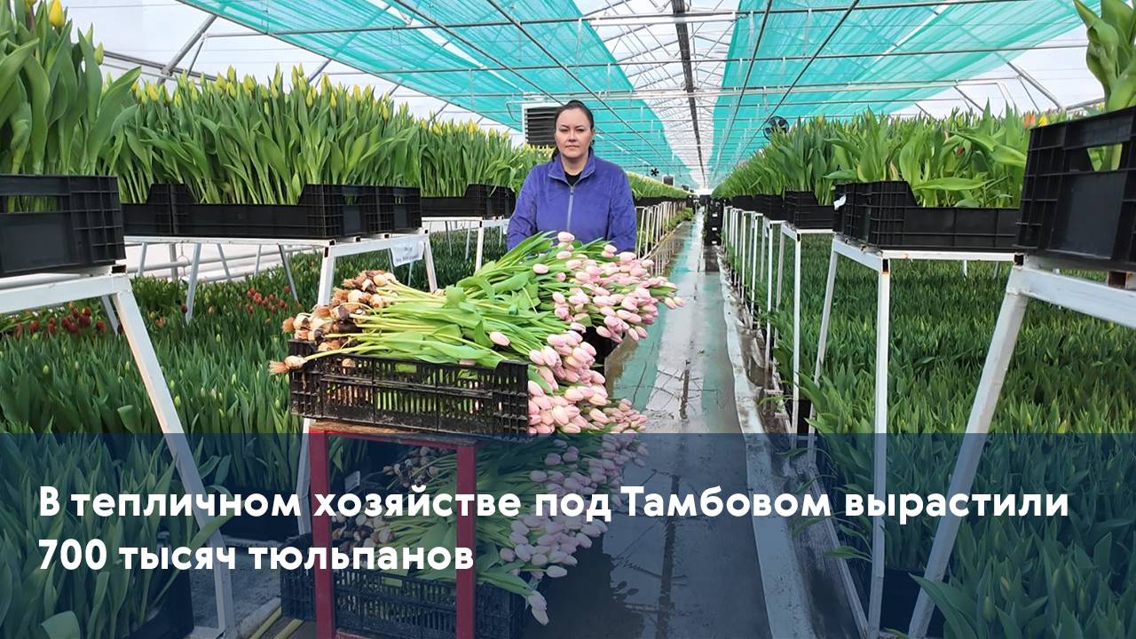 В тепличном хозяйстве под Тамбовом вырастили 700 тысяч тюльпанов