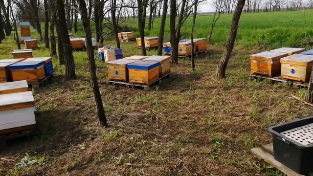Пчеловодство. Выезд на рапс. Знакомство с помощниками.
