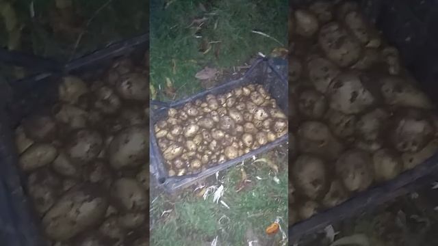 Продолжение. Выкопали картошку. Подводим итоги осеннего урожая.