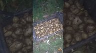 Продолжение. Выкопали картошку. Подводим итоги осеннего урожая.