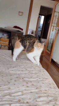 жестокое нападение #котики не для слабонервных