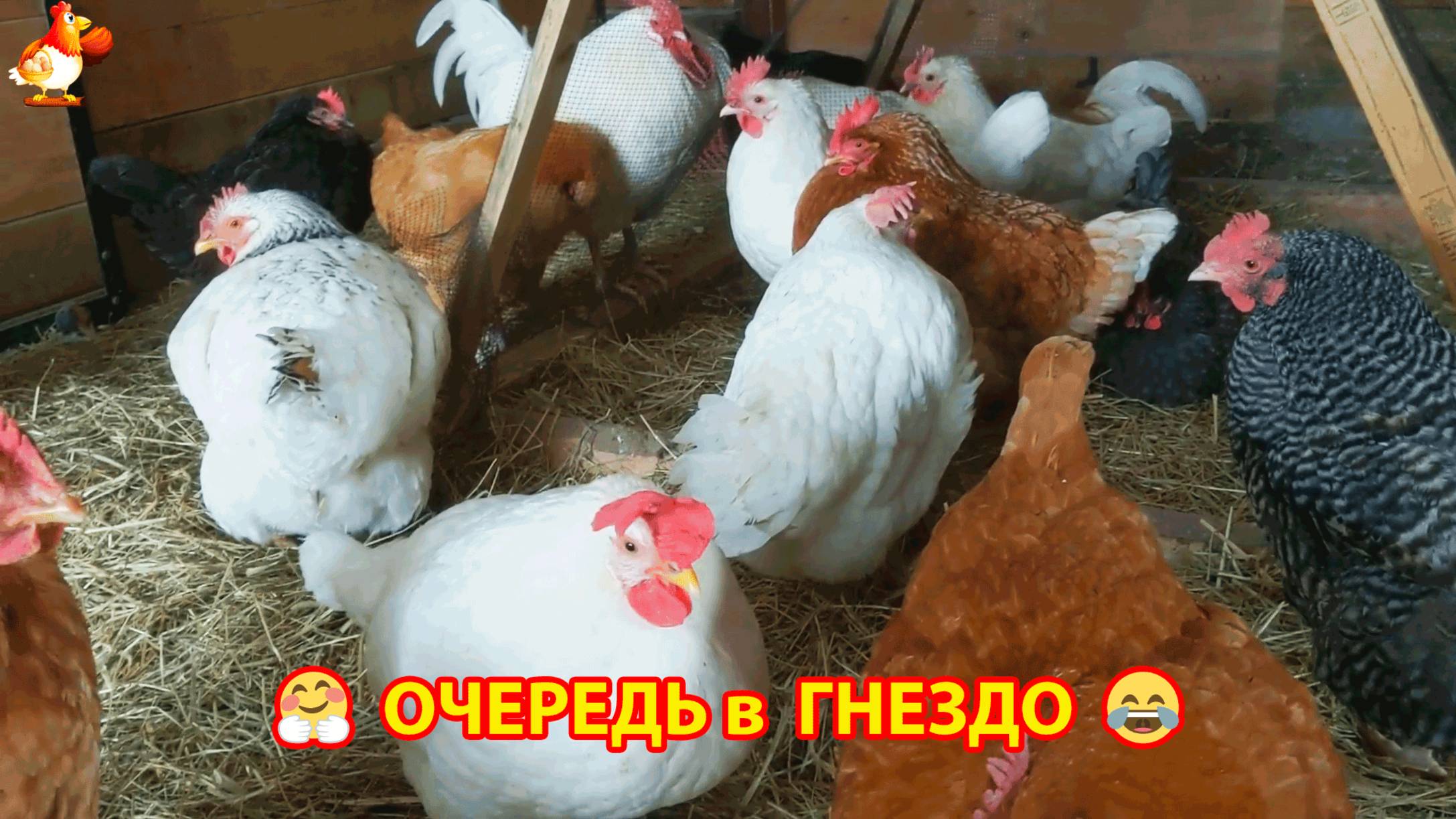 Пернатые красавицы и очередь в гнездо у кур несушек❣️🤗😂