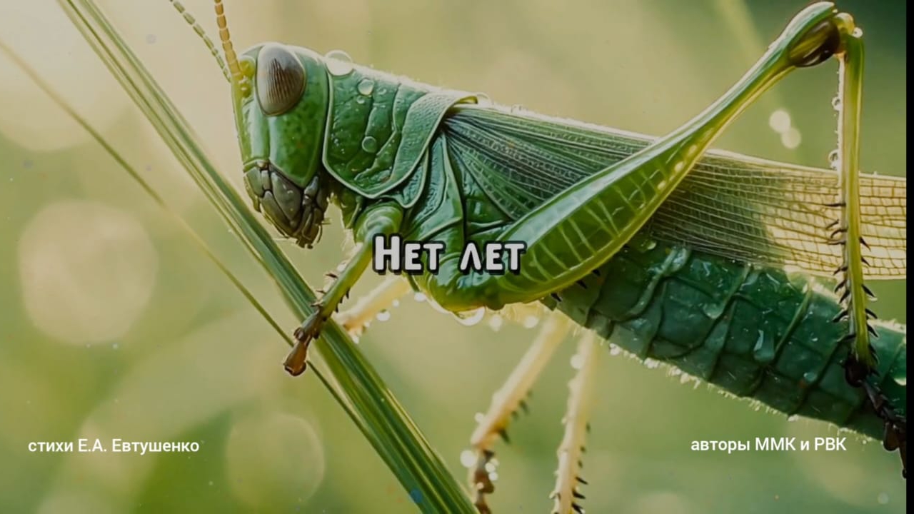 Нет лет