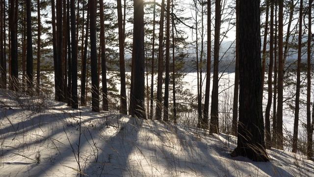 Сосновый бор за прудом. Шум ветра и одинокий дятел. Релакс в 4K.