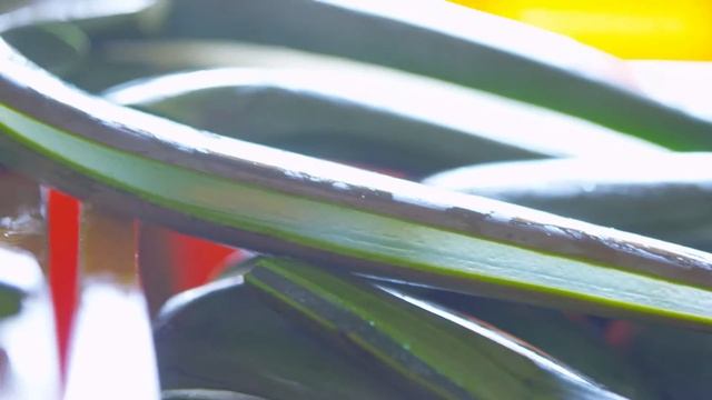 Cur Aloe from plant to bottle GERMAN DEUTSCH