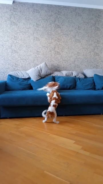 Кавалер кинг Чарльз спаниель бленхейм 👑🐶💗🐾