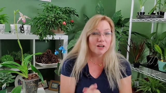 Purple Orchid Leaves: 9 Causes & Solutions