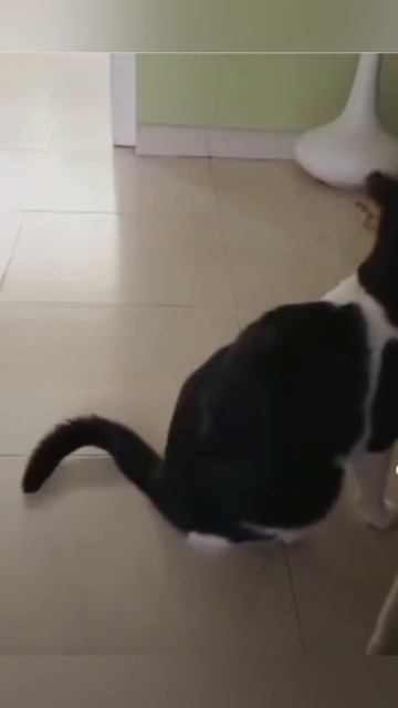 Смешные животные!) #приколы #юмор