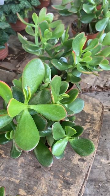 Crassula Plant