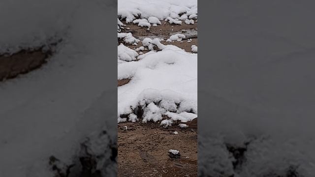 Зарянка,она же малиновка - одна из любимых мною птиц !!! Любуемся вместе !!!