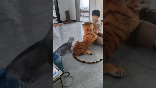 Смешные коты и собаки