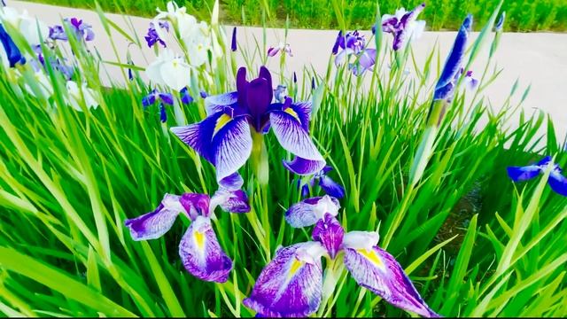 [4K] Korea, Jun 2021, King Irises Flower and other Flowers blooming beautiful at evening.