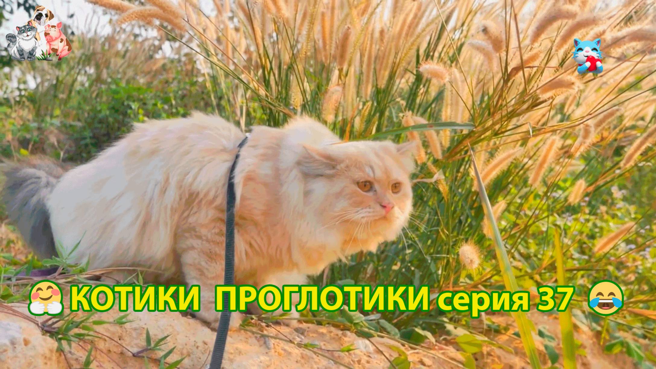 Котики-проглотики растут будущие птицеводы 🐈🐈⬛😹 эпизод (37)