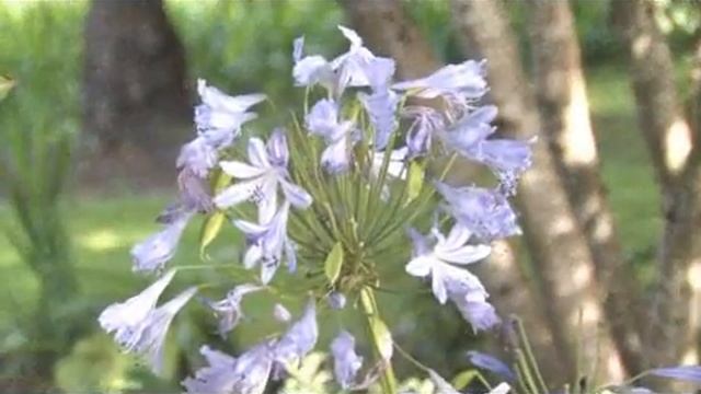 Gardening Tips : How to Grow Lily-of-the-Nile (Agapanthus)