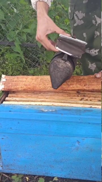 #пасека #пчелка #отдых