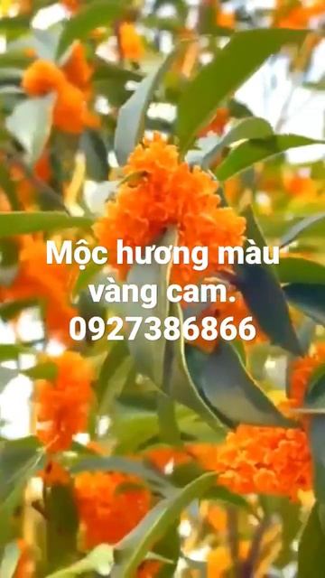 mộc hương màu cam