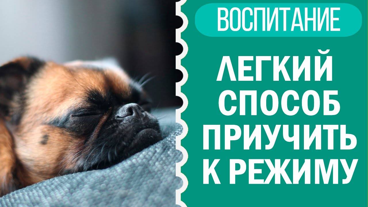 Легкий способ приучить щенка к режиму, режим дня собаки｜Чихуахуа Софи🐶