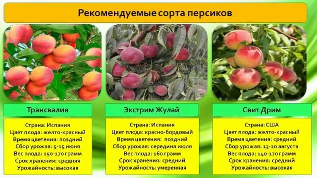 полу карлик -карлик алмаларын сортторун тандап эгиниз.