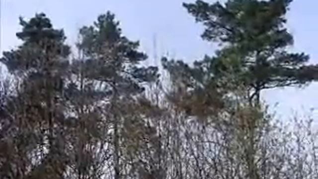 М Геник    Три сосни