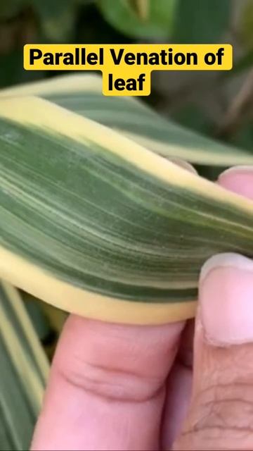 PARALLEL VENATION OF LEAF  #botany #science #teachers #plants #class6