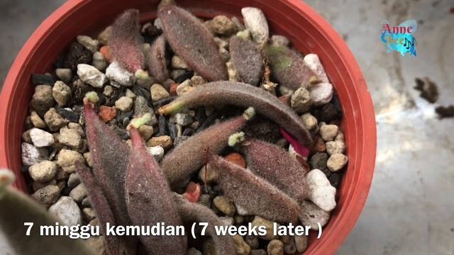 PERTUMBUHAN TUNAS STEK DAUN SUKULEN KALANCHOE|GROW OF SUCCULENT LEAF CUTTING|다육이들