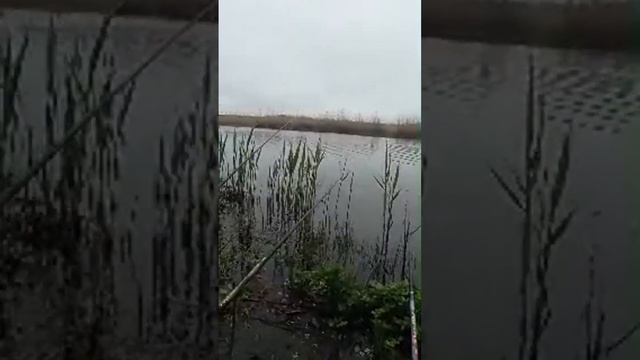 Рибалка на кукурузу Карп,Карась,Плотва на поплавок