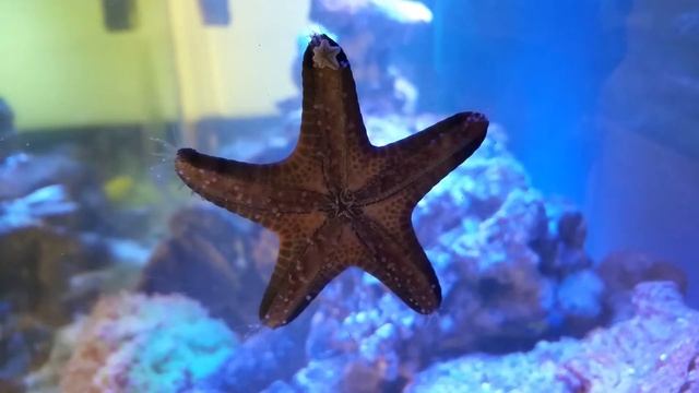 Chocolate Chip Sea Star