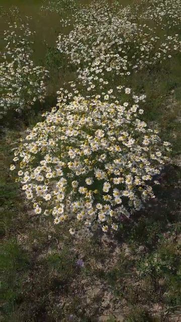 Big bunches! #chamomile #finland #nature #summer #flower #fields