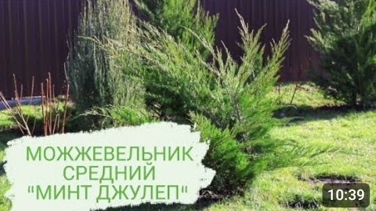 МОЖЖЕВЕЛЬНИК СРЕДНИЙ "МИНТ ДЖУЛЕП". 28.02.2024 БЕЛАРУСЬ, ГОМЕЛЬСКАЯ ОБЛАСТЬ
