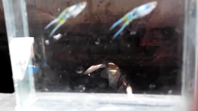 Аква стиль - Aqua style . Аквариум рыбки гуппи эндлера