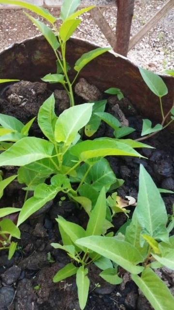 Growing vegetables during "El Niño". Water scarcity is a challenge...."Gulayan"